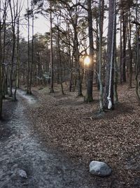 Bare trees on landscape