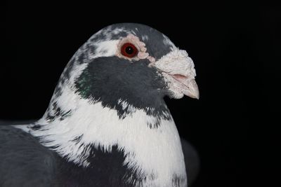 Close-up of a bird against black background