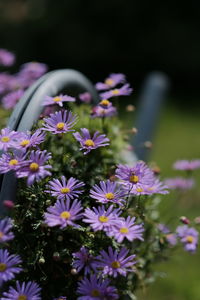 Close-up of purple flowers