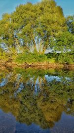 Reflection of trees in lake