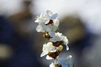 Close-up of white flowers on branch