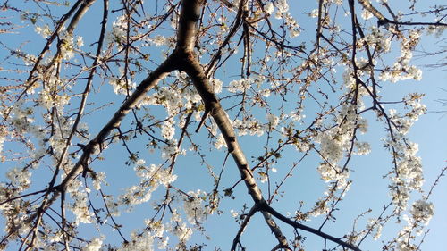 Low angle view of tree against blue sky