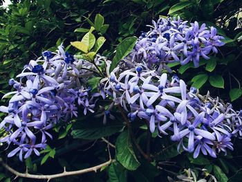 Close-up of purple flowers