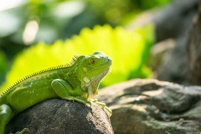 Close-up of lizard on rock