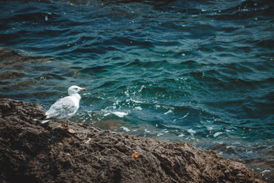 Seagull perching on rock