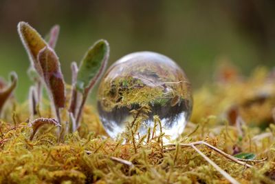 Close-up of grass growing on field