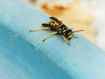 High angle view of bee