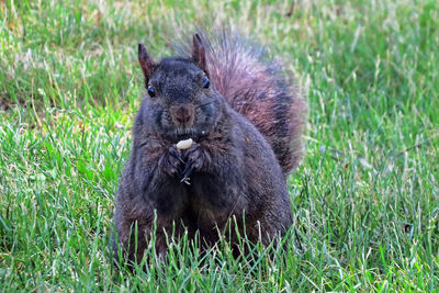 Animal grazing on grassy field