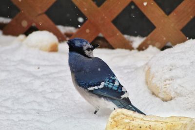 Close-up of a bird on snow