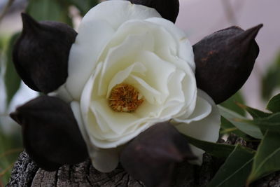 Close-up of white roses