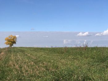 Scenic view of field against sky