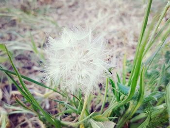 Close-up of white dandelion blooming in field