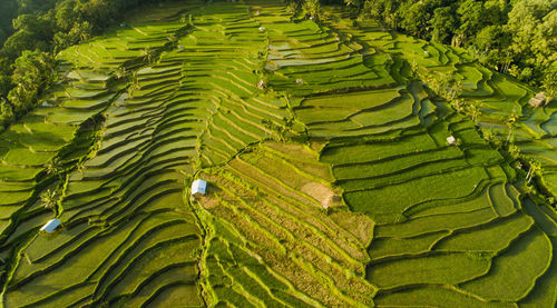 Scenic view of rice field