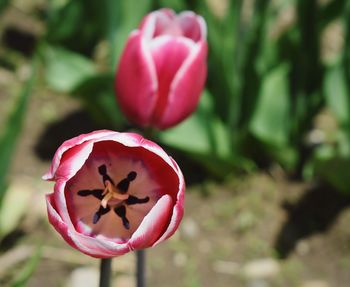 Close-up of pink tulip