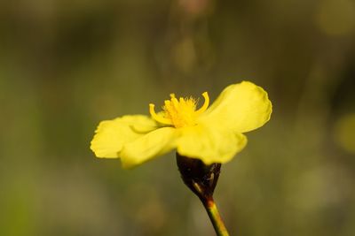 Close-up of yellow flower