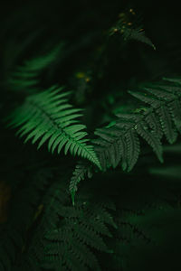 Low angle view of pine tree