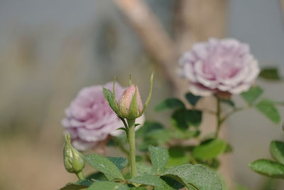 Close-up of pink flowering plant