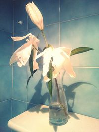 Double exposure of butterfly and plants at aquarium