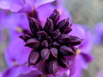 Close-up of purple flowering plant