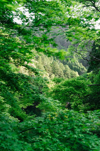 Trees in forest