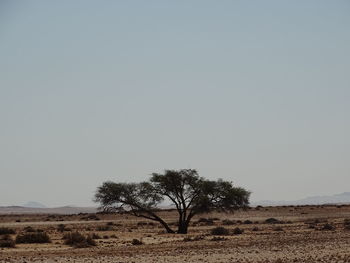 Trees on field against clear sky