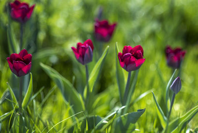 Close-up of red flowering plant