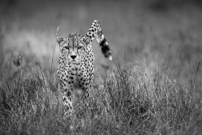 Portrait of cat on field