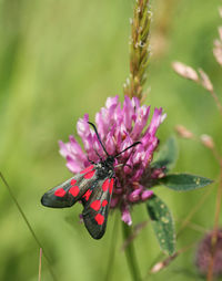 Close-up of butterfly pollinating on pink flower