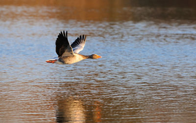 Bird flying over lake