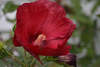 Close-up of red rose flower