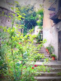 Plants against building