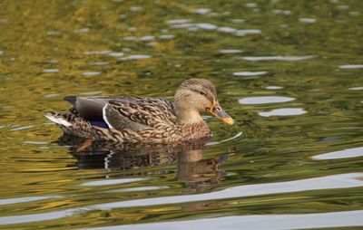 Duck swimming in lake