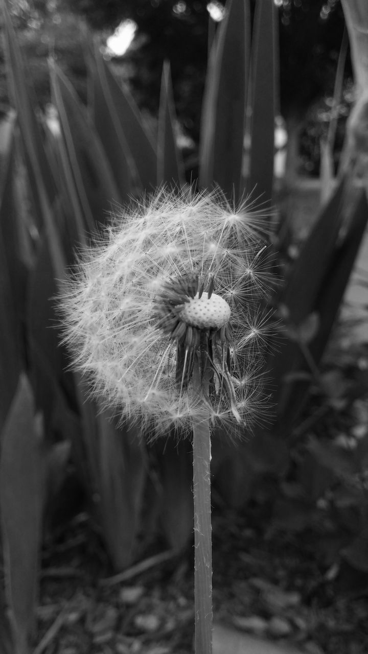 dandelion, focus on foreground, flower, close-up, growth, fragility, nature, flower head, plant, stem, uncultivated, freshness, single flower, beauty in nature, day, outdoors, field, softness, no people, wildflower