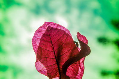 Close-up of red flowering plant