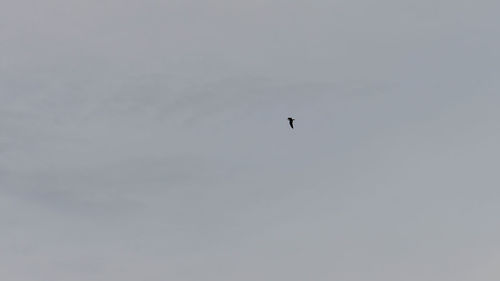 Low angle view of bird flying in sky