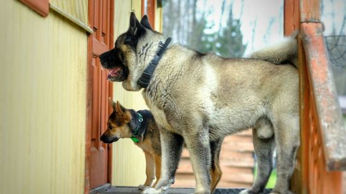 Dog looking at camera