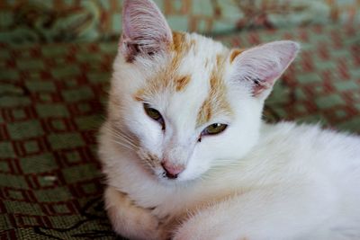 Close-up portrait of a cat