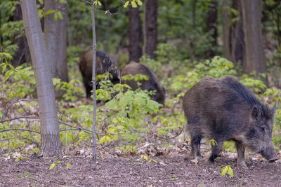 Wild boar, venison, forest. trees. day.