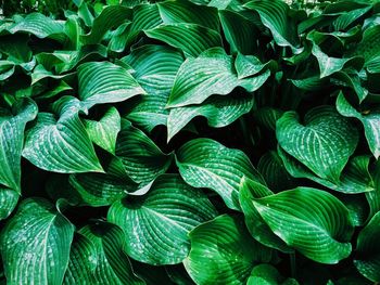 Close-up of green leaves