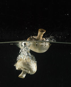 Close-up of jellyfish swimming in water