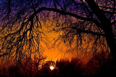 Silhouette of bare trees against sky