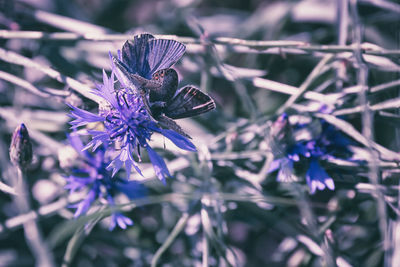 flowering plant