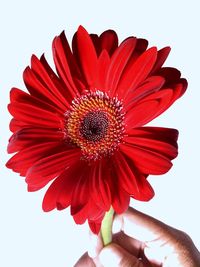 Close-up of red flower against white background