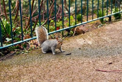 Side view of squirrel on field