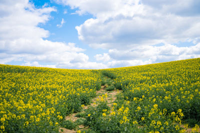 Scenic view of oilseed rape field against sky