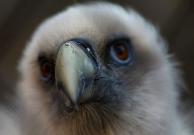 Close-up portrait of owl