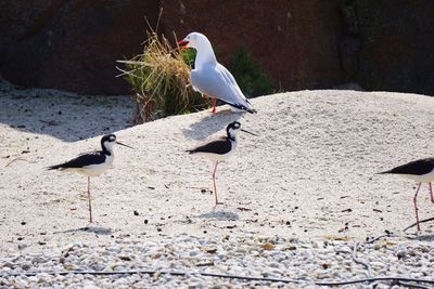 Seagull perching on a land