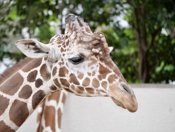 giraffe