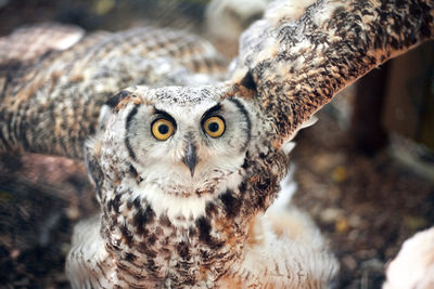 Close-up portrait of owl