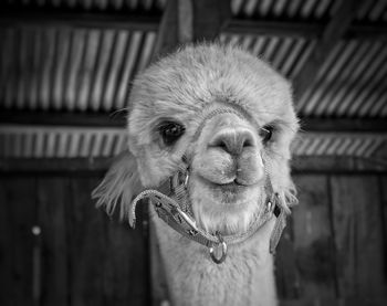 Close-up portrait of alpaca at stable